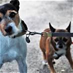 best way to bet on dogs